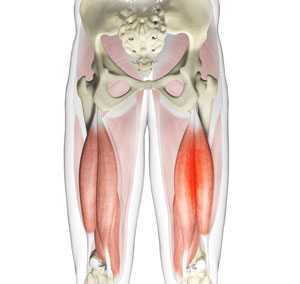 Chronic Hamstring Tendinopathy